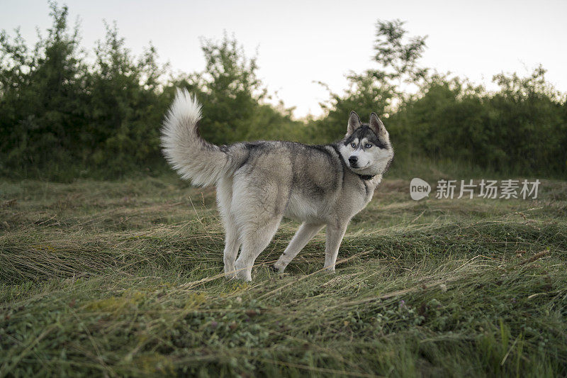 蓝眼睛的西伯利亚哈士奇站着向前看。明亮的绿树和草是背景。