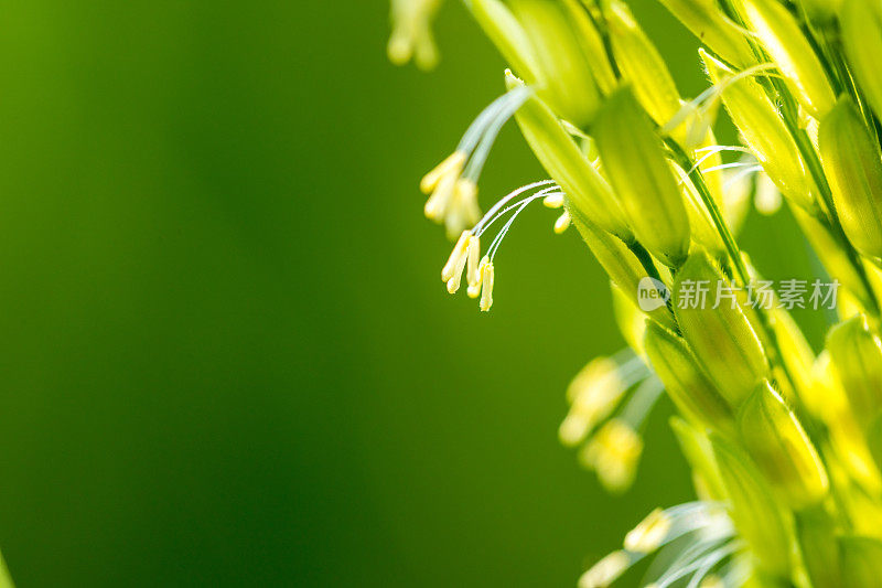 露水滴在稻叶上，稻花从种子开花