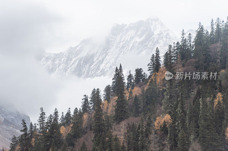 森林和树木景观纹理背景，色彩斑斓的自然景观风景亚丁，香格里拉，中国，西藏山区的秋天