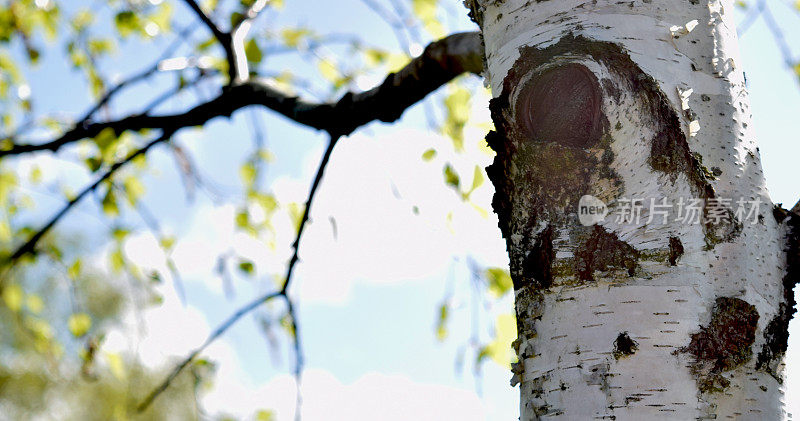 年轻的桦树与黑色和白色的桦树树皮在春天在白桦林与其他桦树的背景