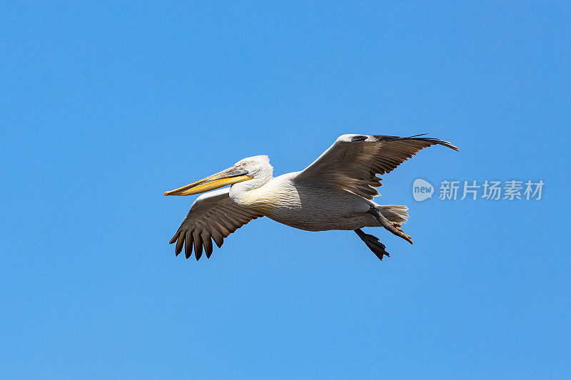 达尔马提亚鹈鹕飞行