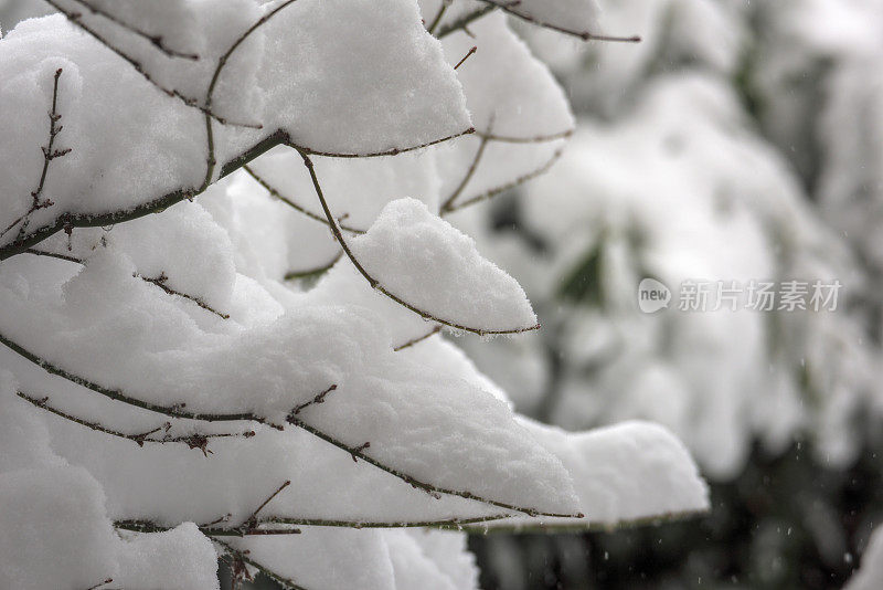 冬天的雪落在光秃秃的树枝上