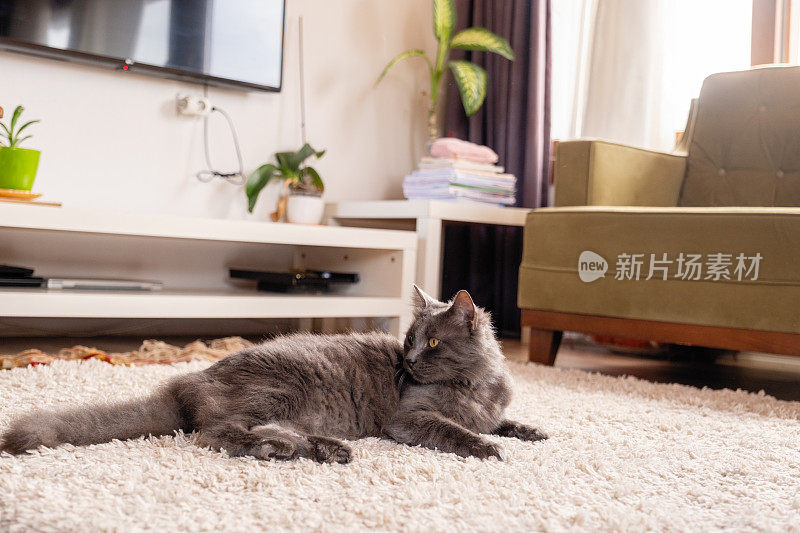 家猫躺在家里的地毯上