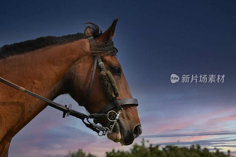 近距离的头部拍摄的海湾马钉后骑马在日落与黑暗的天空为背景。