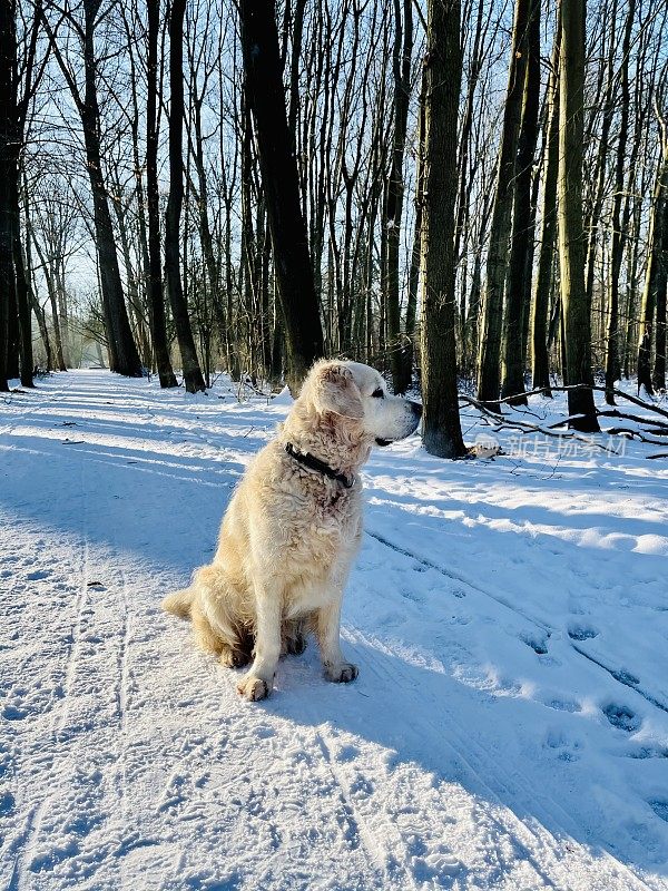 雪中的金毛寻回犬