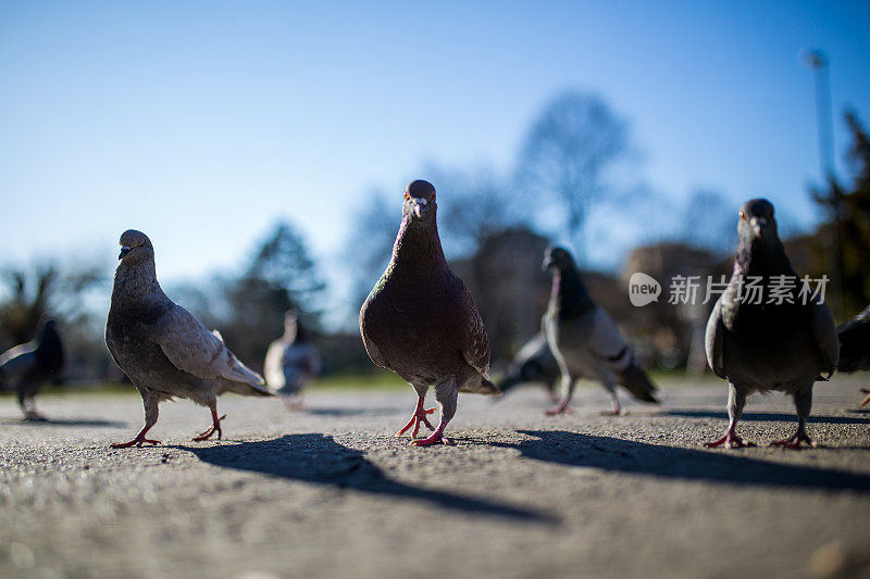 街上的鸽子