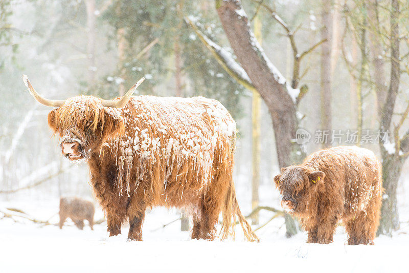 苏格兰高地奶牛和小牛在雪地里的自然保护区