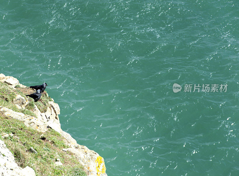 英国多塞特侏罗纪海岸的波贝克岛悬崖上俯瞰大海的寒鸦