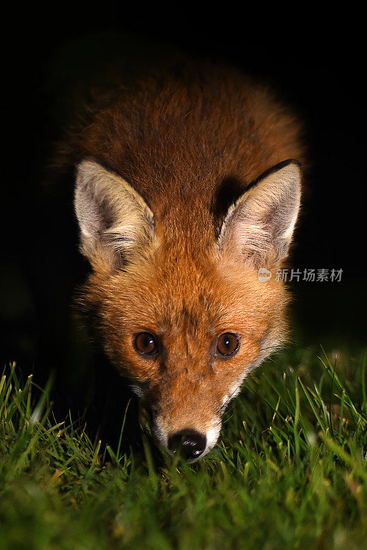 红狐狸