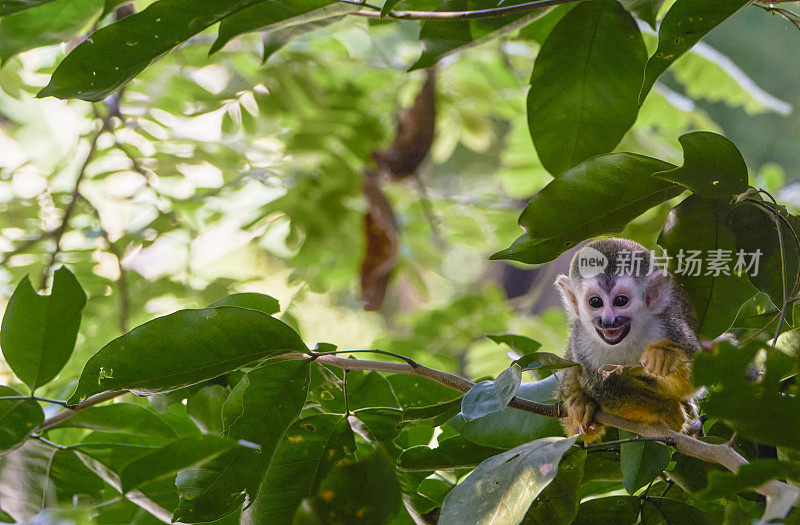 哥斯达黎加太平洋海岸曼纽尔·安东尼奥国家公园的野生小红背松鼠猴