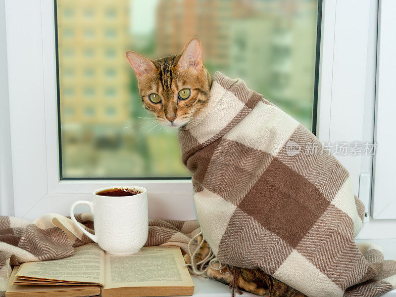 一只孟加拉猫坐在窗边，盖着一条暖和的格子围巾。旁边放着一本打开的书和一杯茶