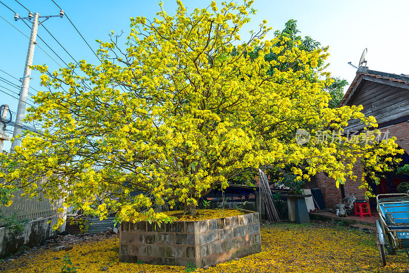 杏树花开花早阳光在农村。