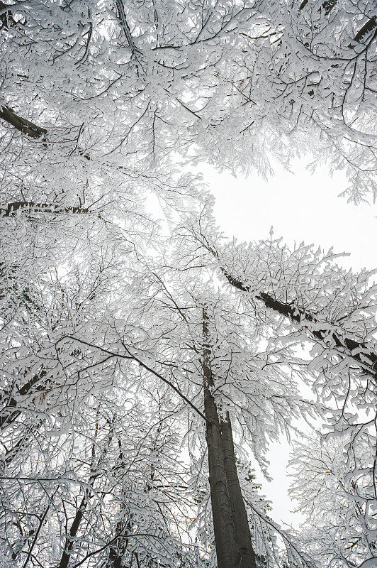 冰冻的树顶