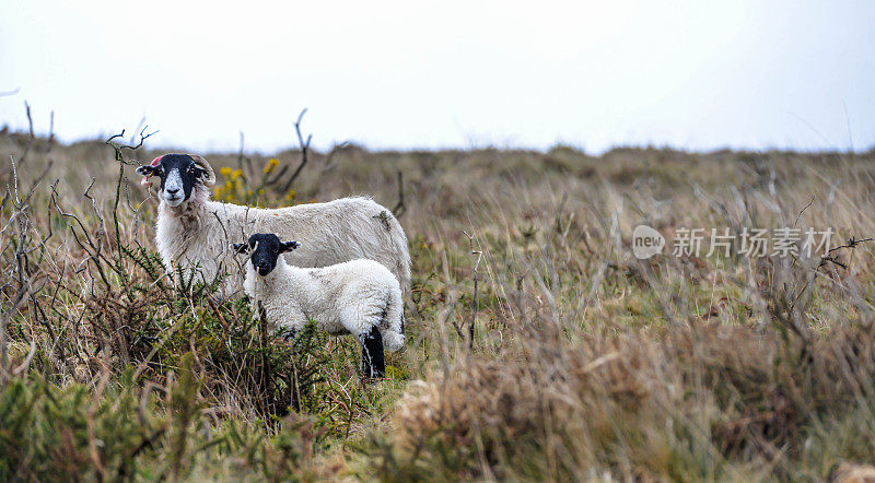 羊在达特穆尔国家公园的野外吃草