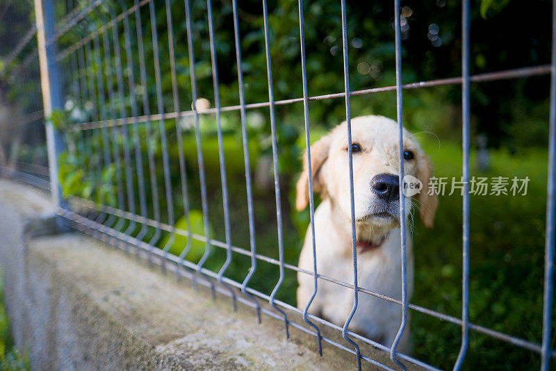 拉布拉多寻回犬被困在铁丝网后面