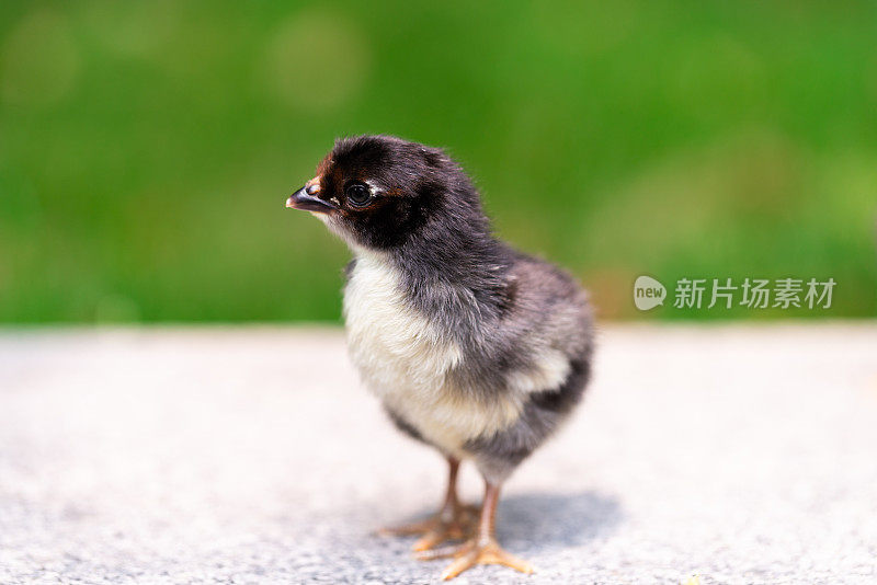 黑色小鸡肉