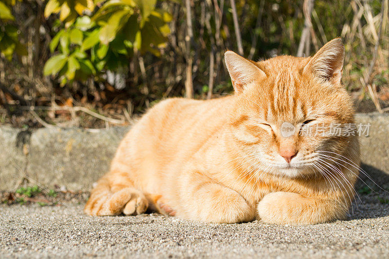 昏昏欲睡的橙色虎斑猫