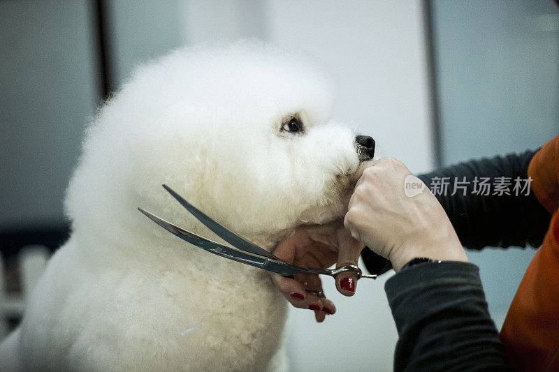 小白犬品种卷毛比雄在美容沙龙理发。宠物护理