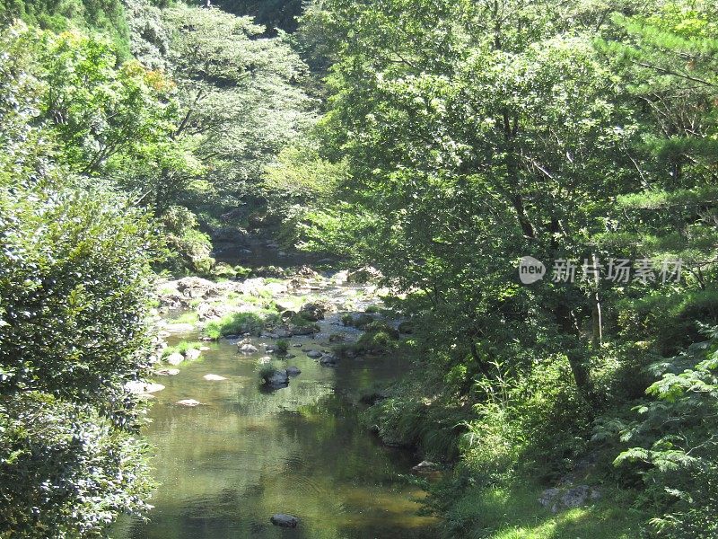 日本。八月里晴朗的一天。山间森林里的小河。