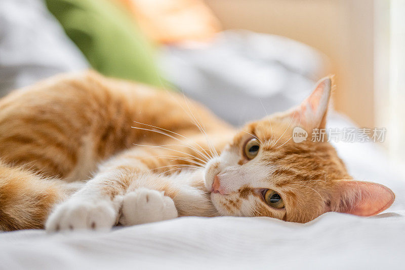 橙色的虎斑猫躺在沙发上，舔着尾巴