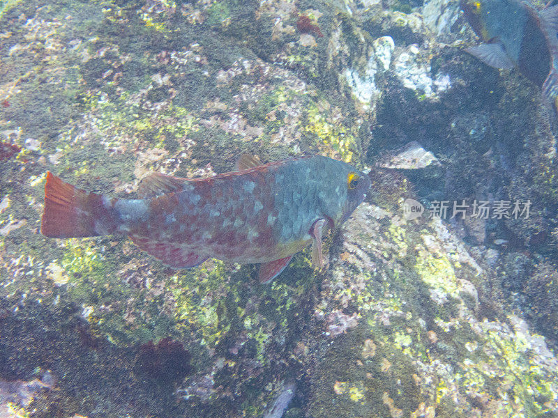 地中海鹦嘴鱼(克里特岛Sparisoma)在拉帕尔马，洛斯坎加霍斯海滩，加那利群岛