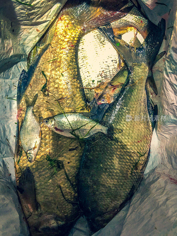 钓了一天的鱼后装满了鱼的袋子。