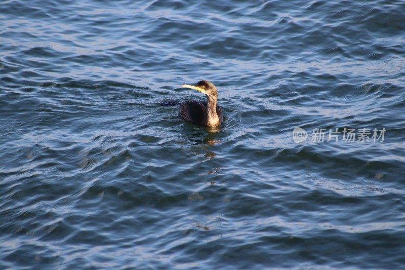 鸬鹚在海