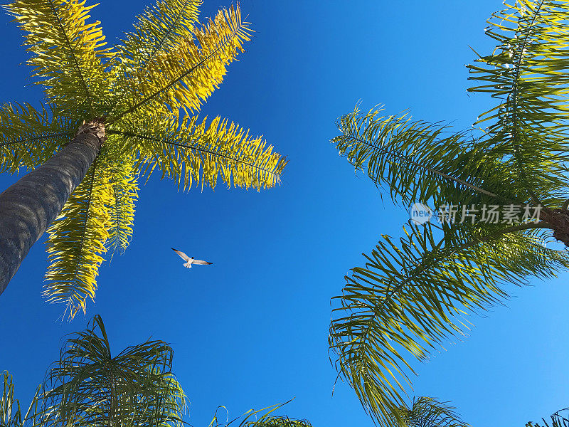 低角度看棕榈树和海鸥在阳光明媚的蓝天