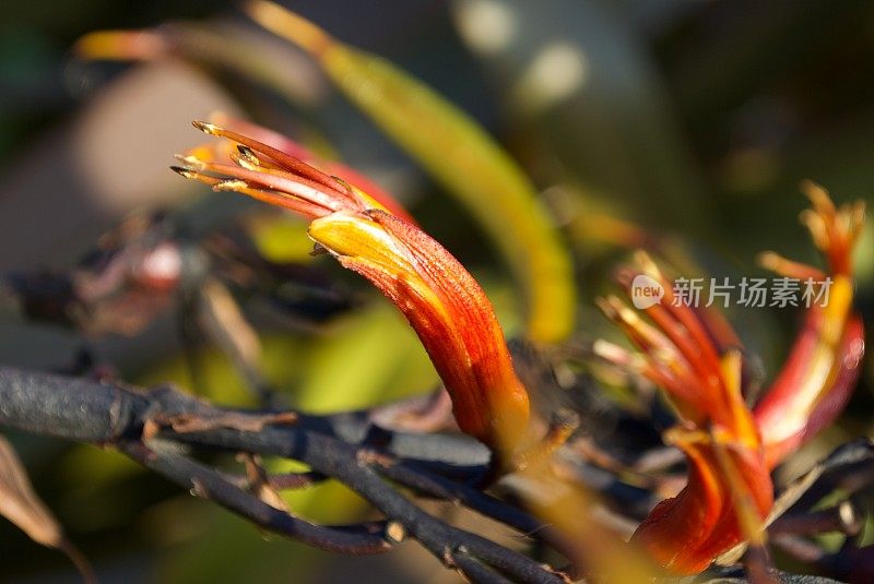 美丽的新西兰亚麻(Phormium)花背景