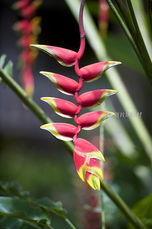 Heliconia，假天堂鸟花，哥斯达黎加