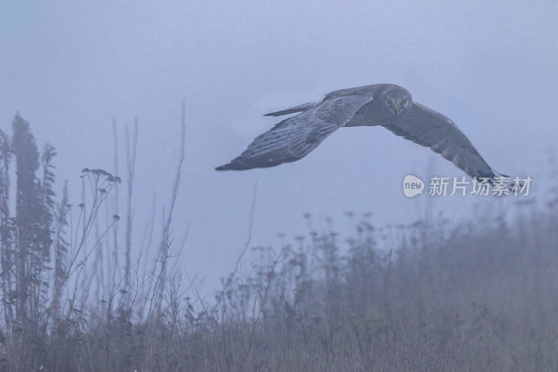 加拿大BC省三角洲地区，北鹞在雾中飞行