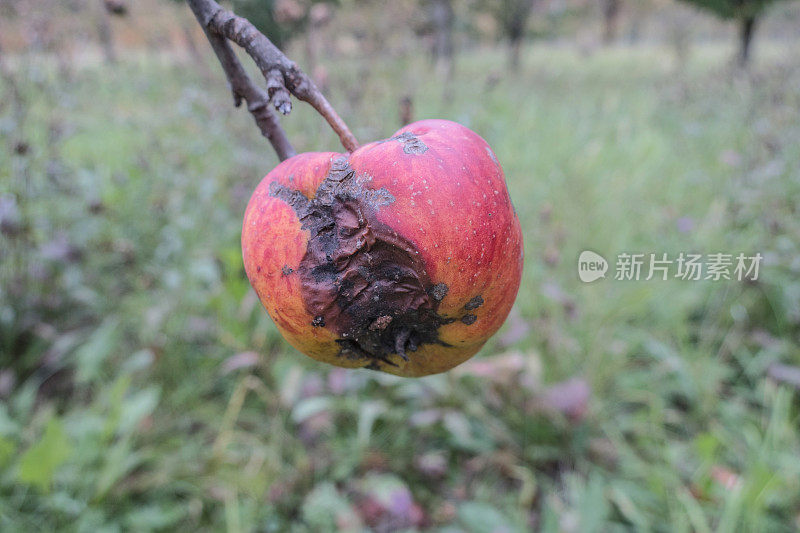 秋天果园树上的烂苹果