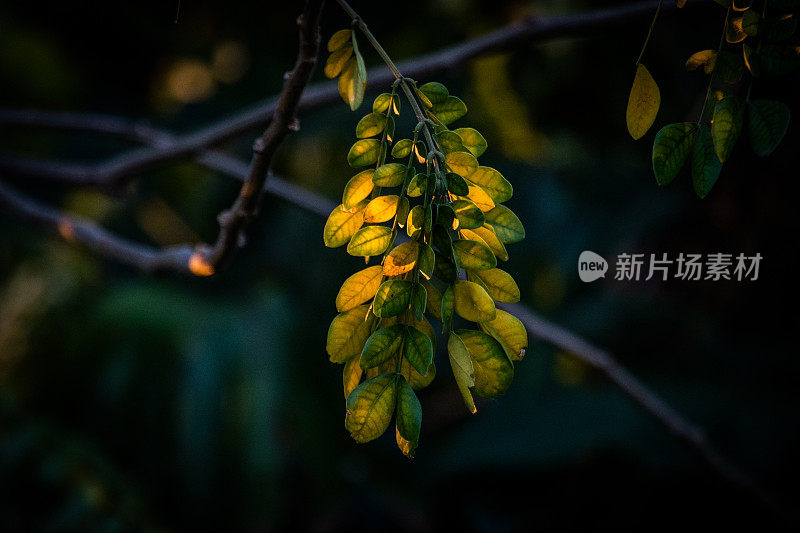 日光下的锦鸡儿庭院植物