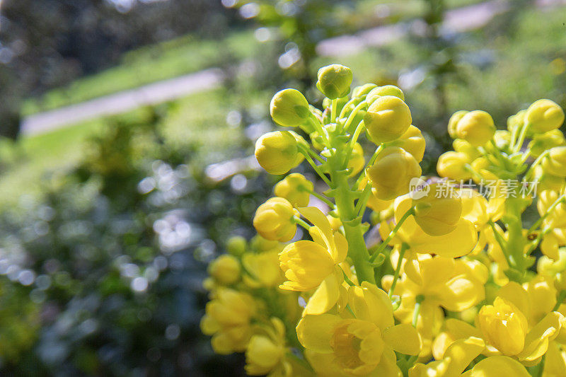 金银花，冬青叶小檗开花