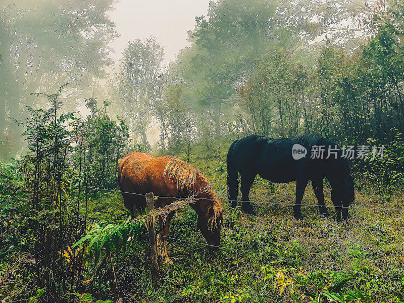 一些马在黑森林里吃东西。