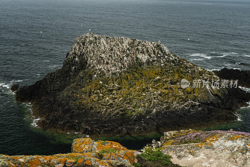 鸟群在悬崖上的Saltee大岛，爱尔兰