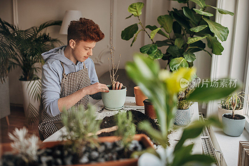 红发少年在家里种植室内植物