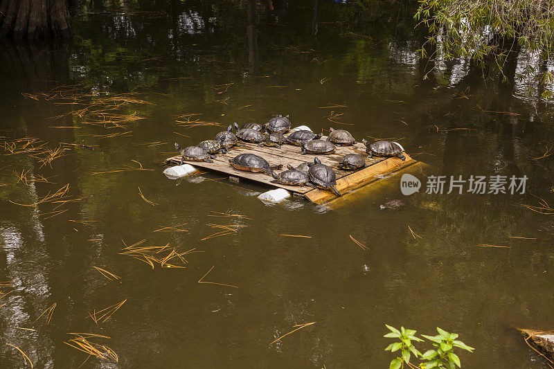 浮台上的海龟