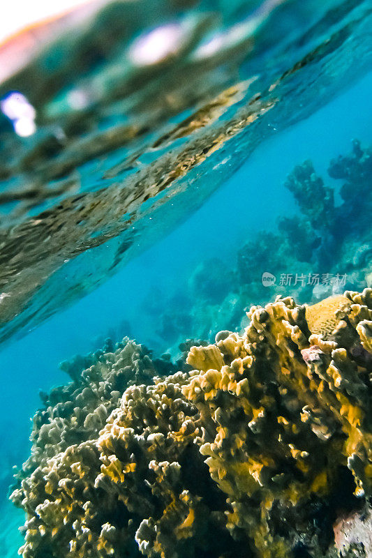 充满活力的水下珊瑚和蓝绿色海洋中的海洋生物，海底的海洋生物