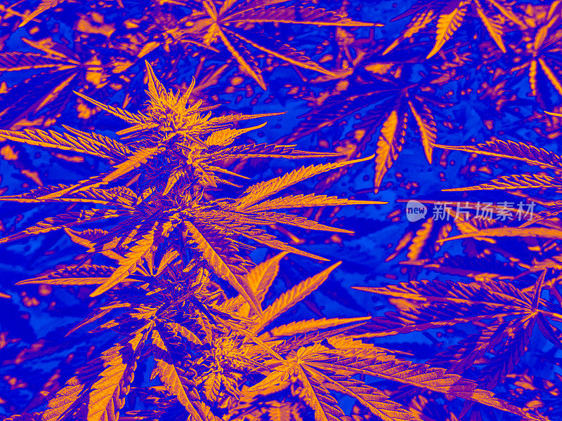 大麻植物抽象在橙色和紫色
