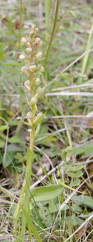 青蛙兰花（腔肠苔藓）