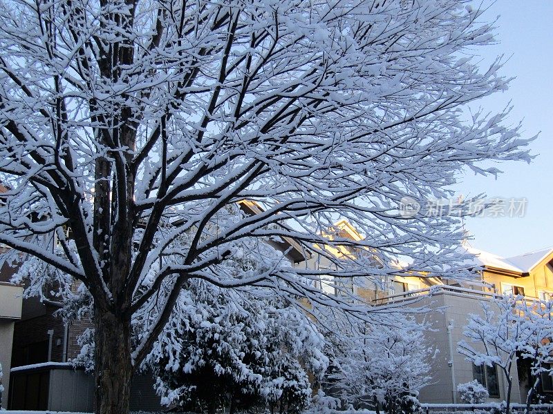 日本。1月。雨夜后的阳光明媚的早晨。