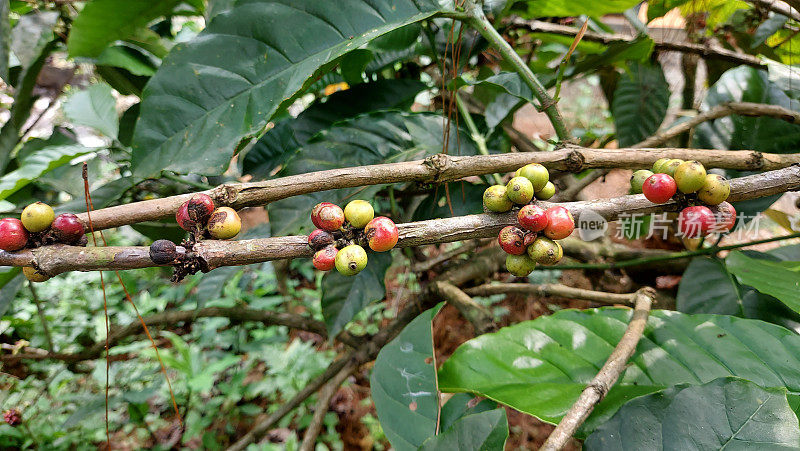 在印尼茂物的咖啡农场和种植园的咖啡水果的特写