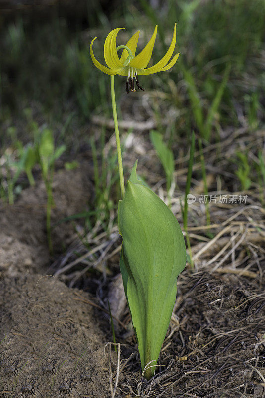 小鹿百合，红菊，产自怀俄明州黄石国家公园。