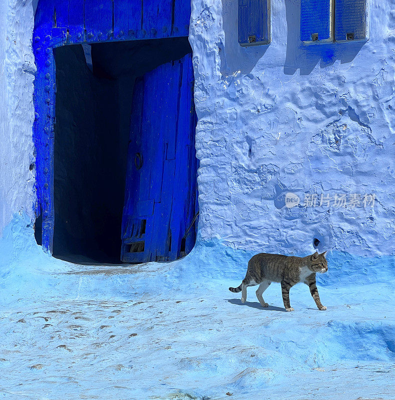 猫,Chefchaouen,摩洛哥