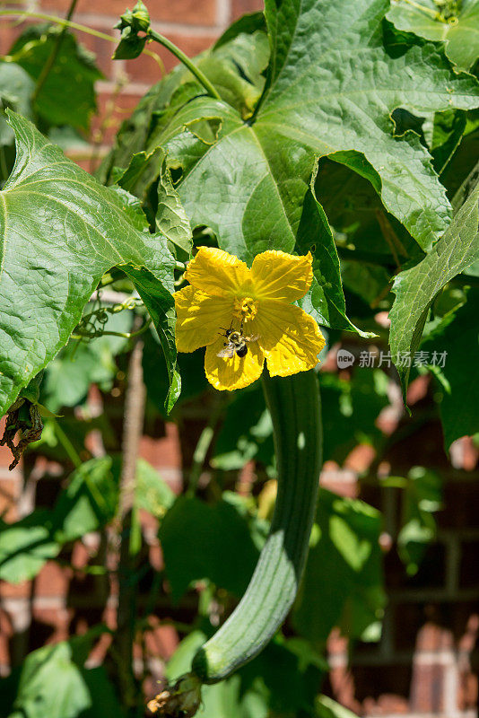 加拿大菜园-大黄蜂在丝瓜雄花上