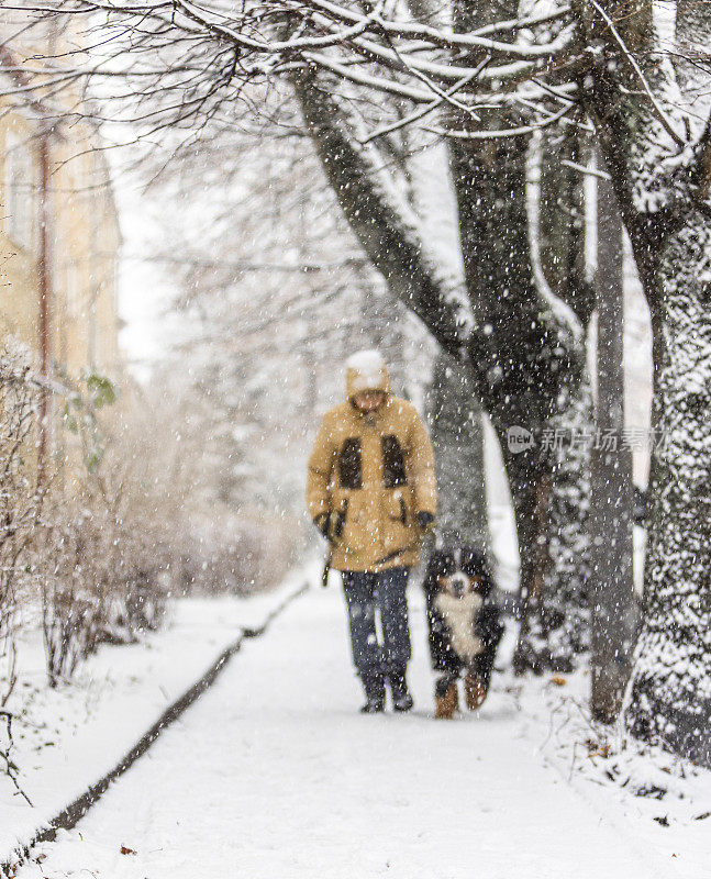 下雪天，穿着黄色冬季夹克的主人在街上遛着她的伯尔尼山犬。重点放在前景的飘落的雪，背景的女人和狗。