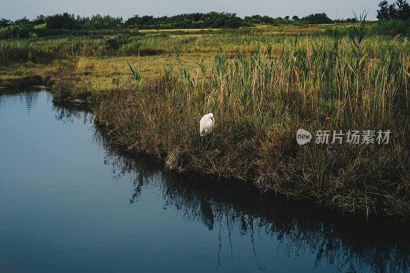 小白鹭，白鹭。