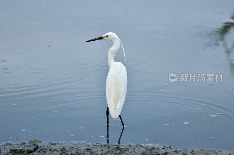 水中白鹭