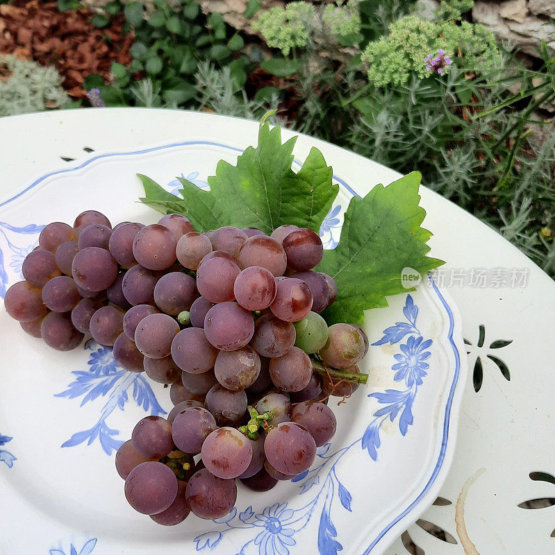 外面的瓷盘里放着葡萄